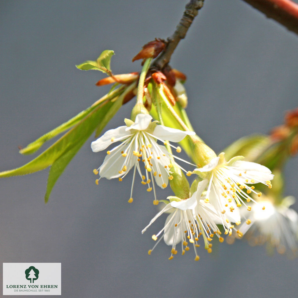 Prunus serrula