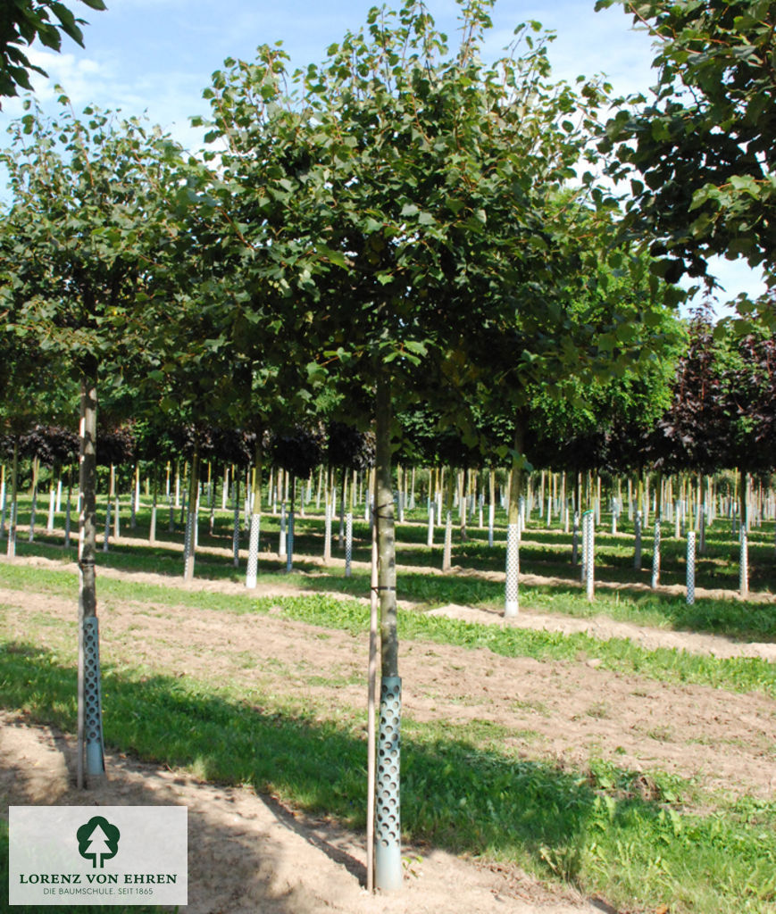 Tilia cordata 'Green Globe'