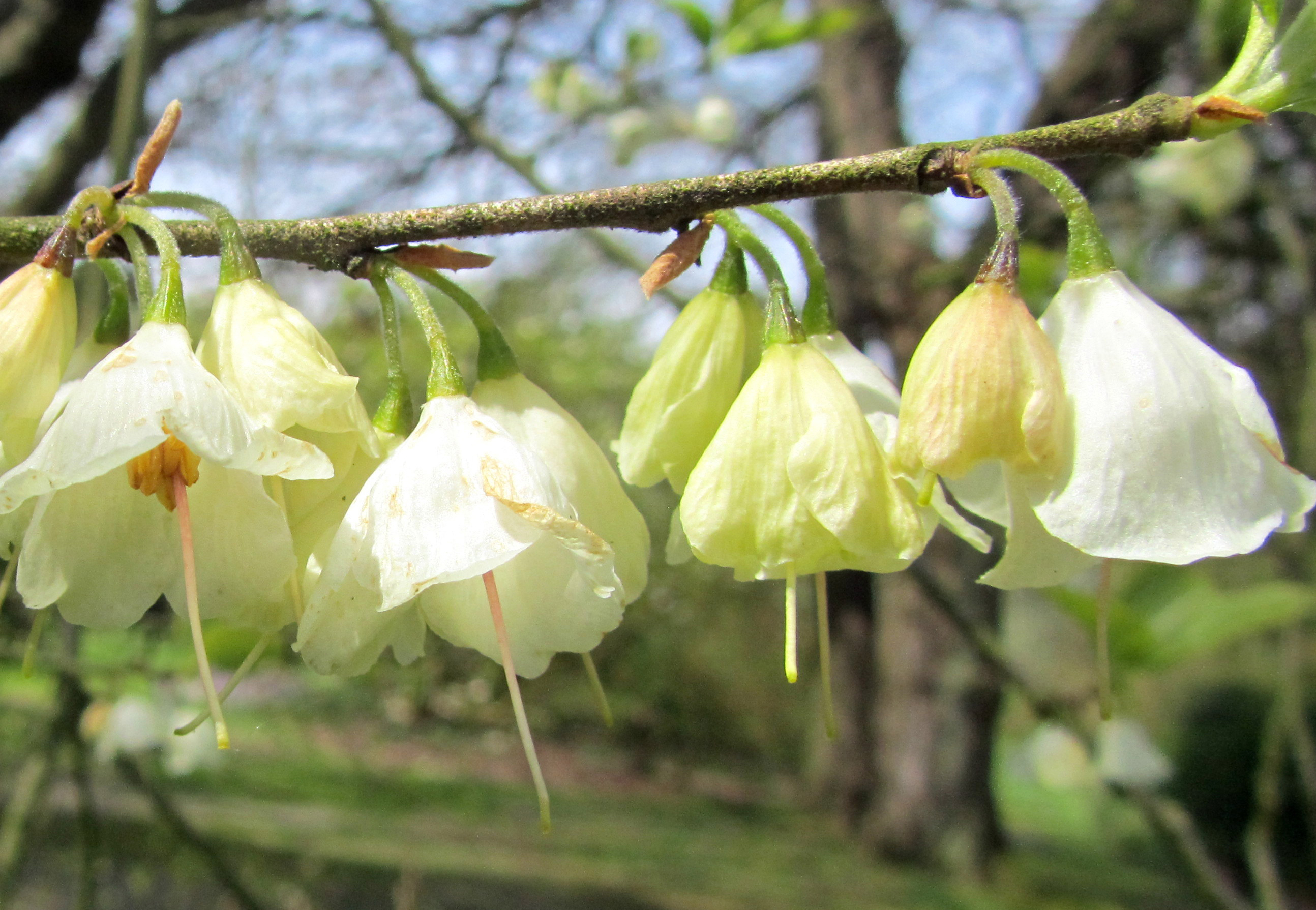 Blüten, die aussehen wie große Maiglöckchen