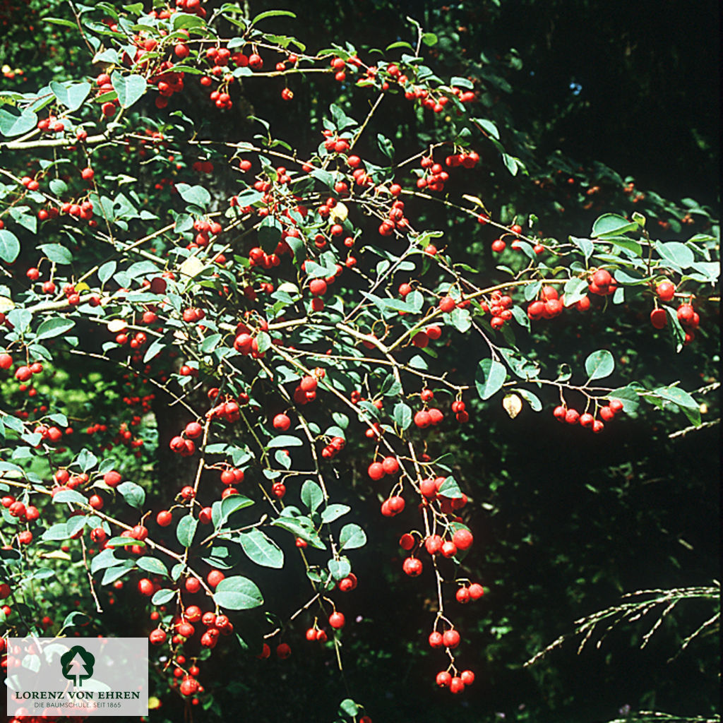 Cotoneaster multiflorus