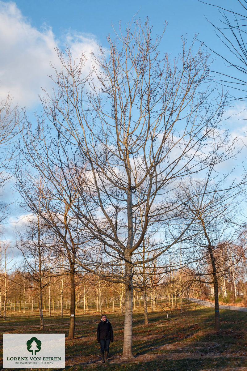 Populus tremula