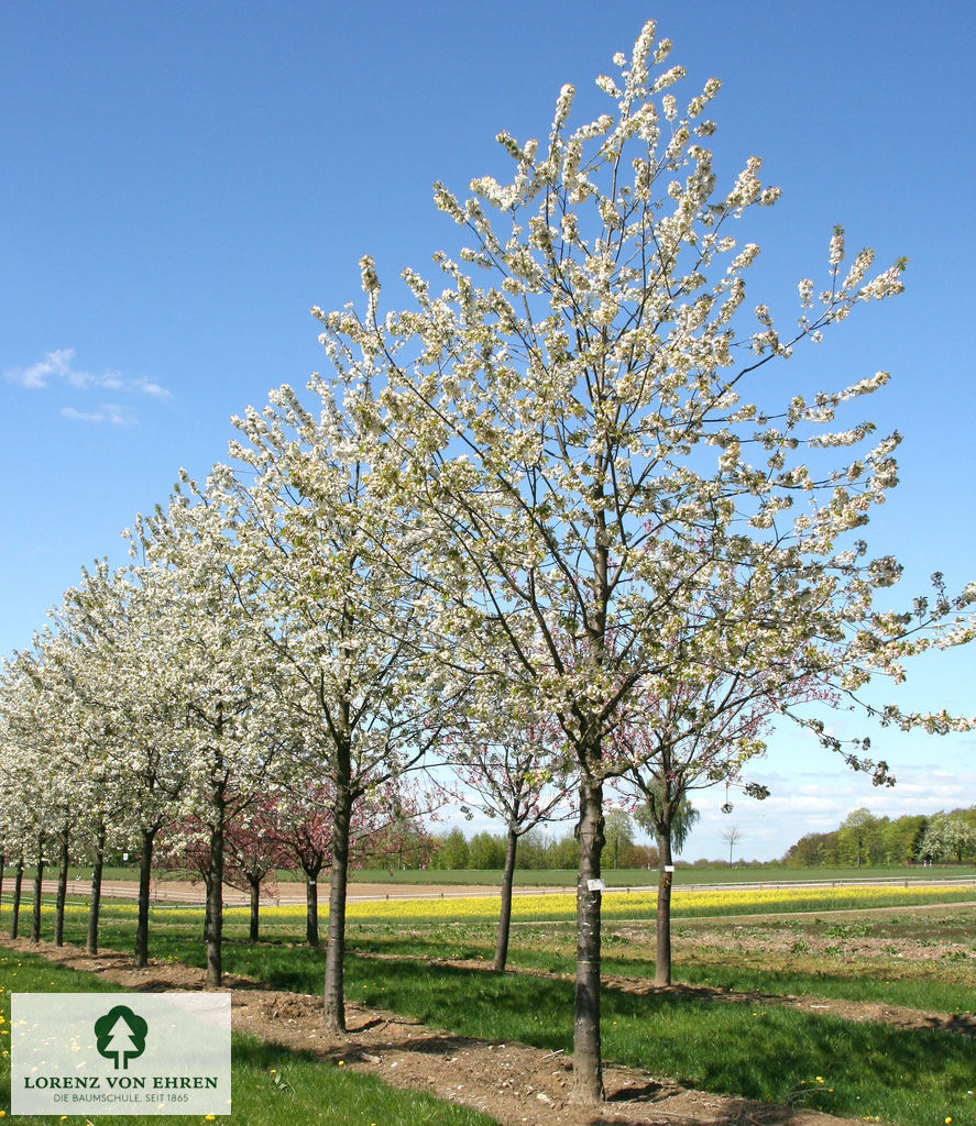 Prunus avium 'Plena'