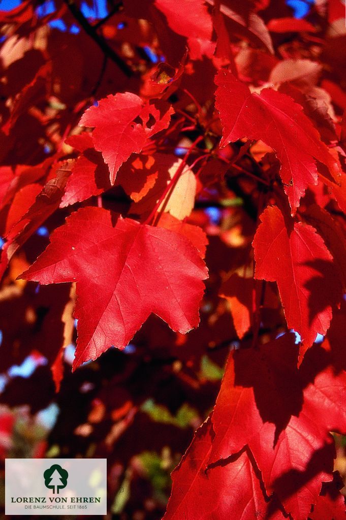 Acer rubrum