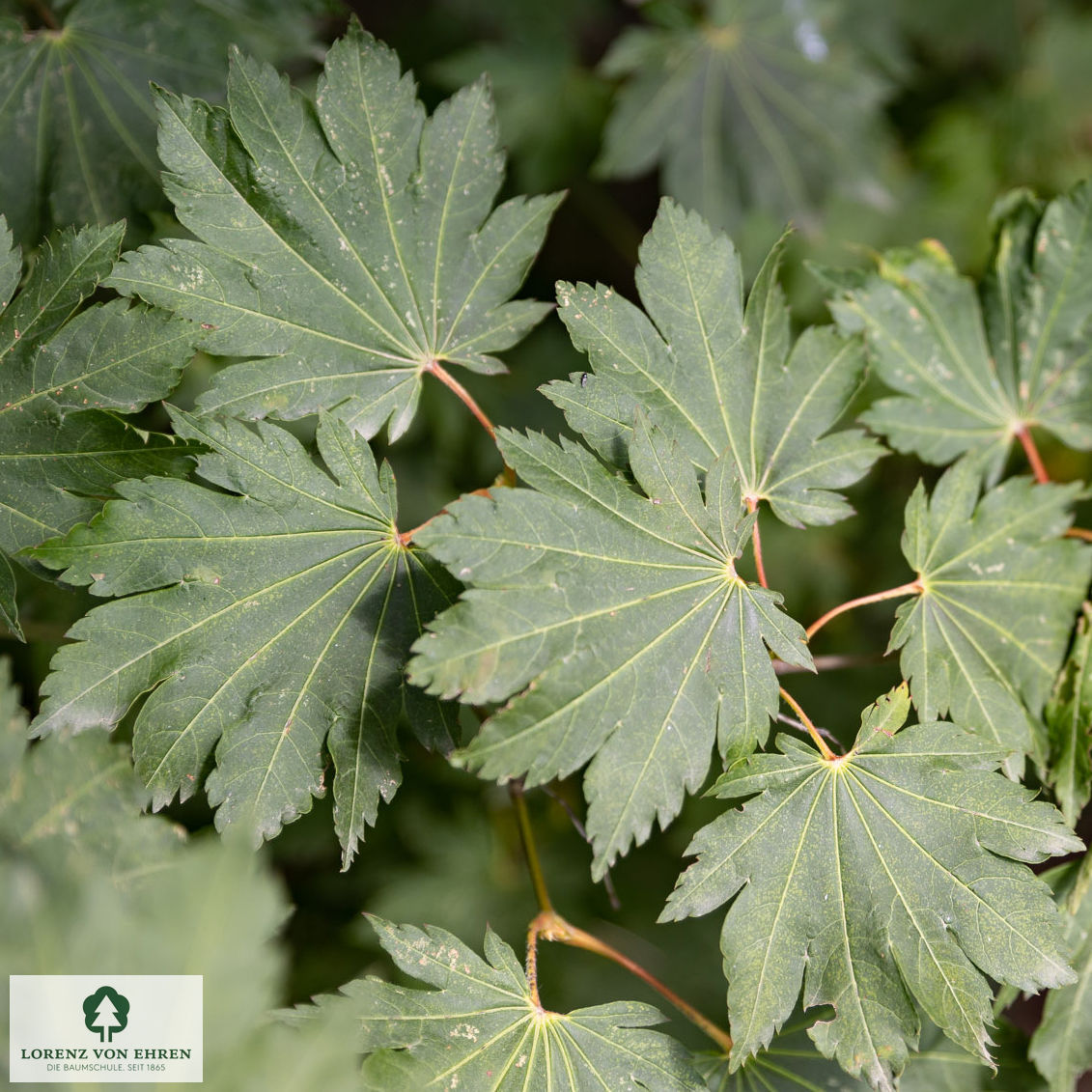 Acer japonicum 'Vitifolium'