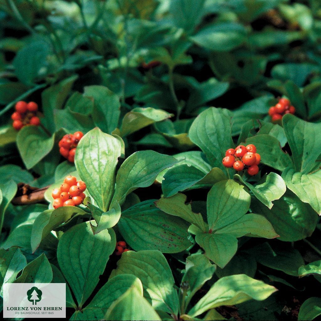 Cornus canadensis