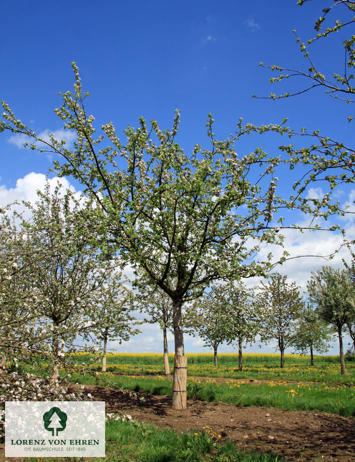 Malus domestica 'Kaiser Wilhelm'