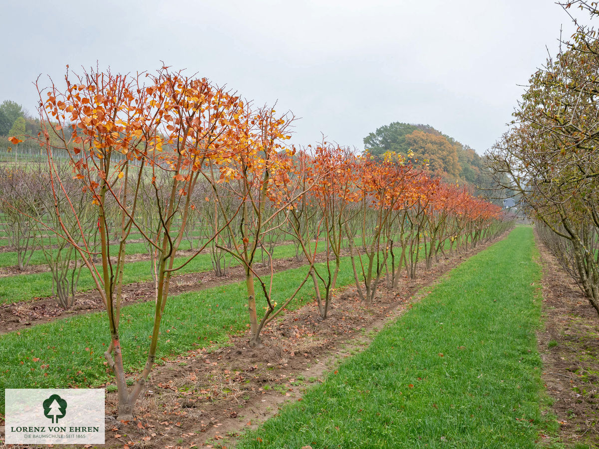 Tilia cordata 'Winter Orange'