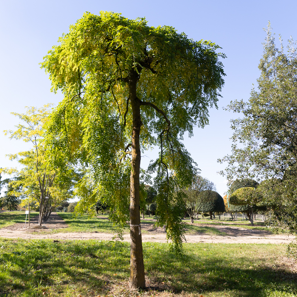 Sophora japonica 'Pendula' Unikat