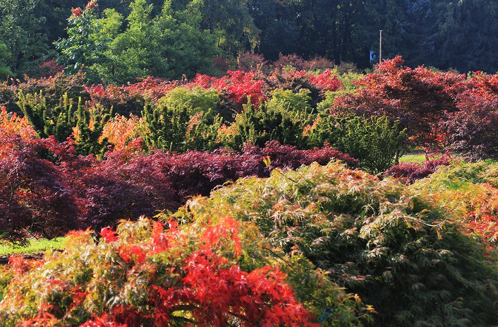 Herbstfärbung Sträucher vonehren  Rot gelb orange gefärbte Sträucher in einem Garten Herbst