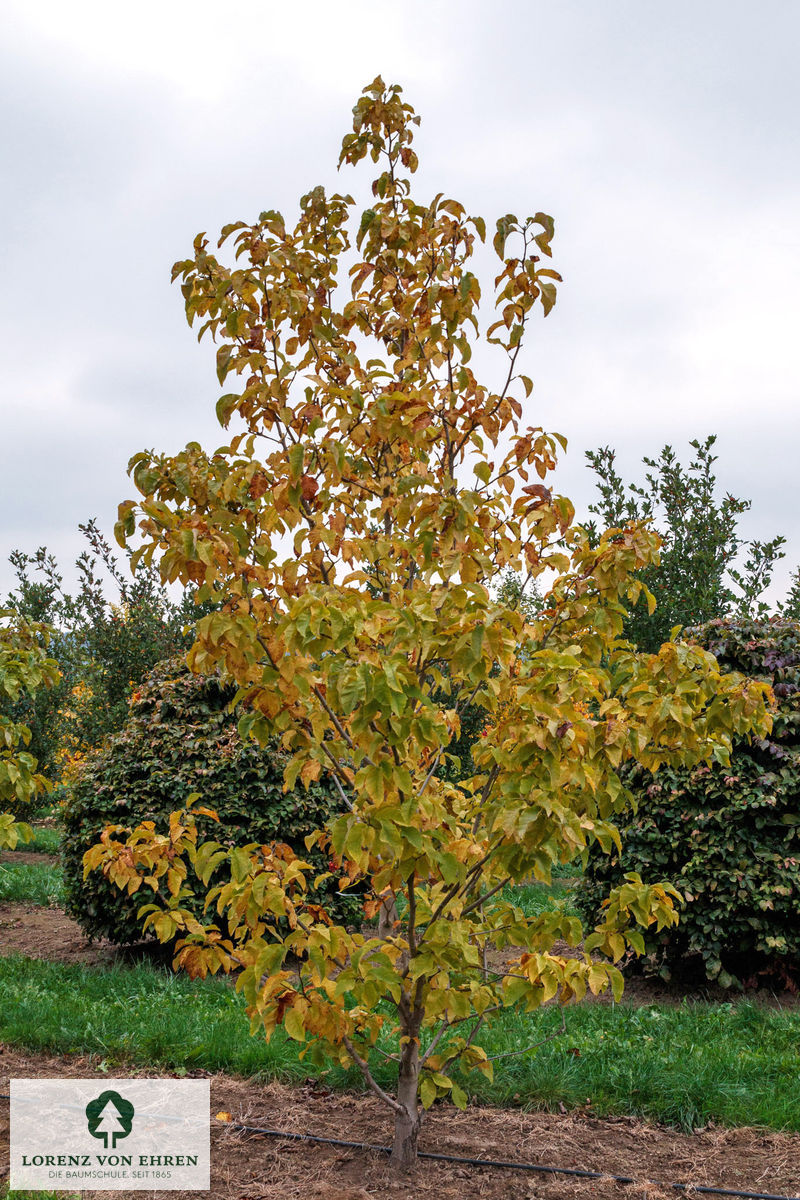 Magnolia 'Yellow Bird'