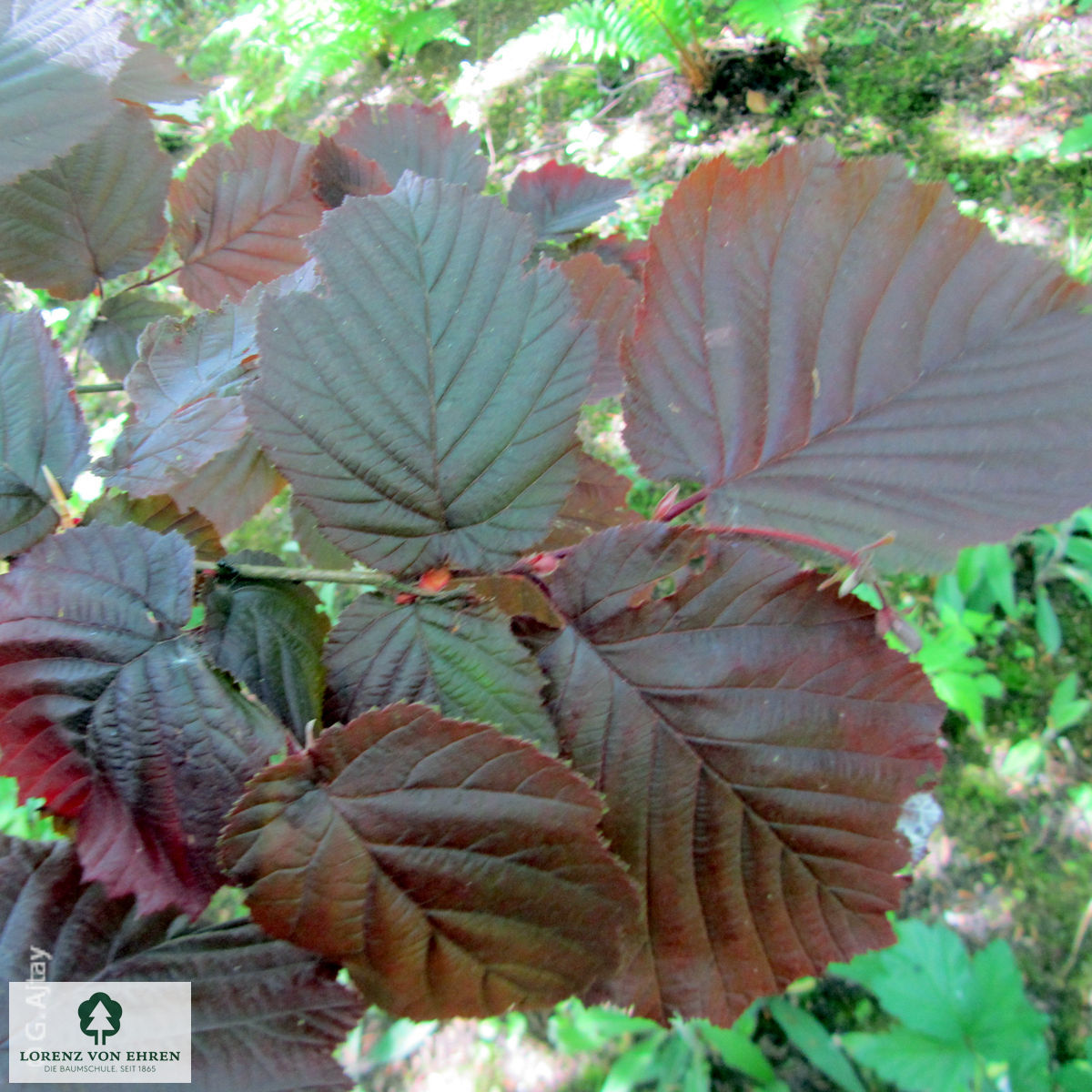 Corylus maxima 'Purpurea'