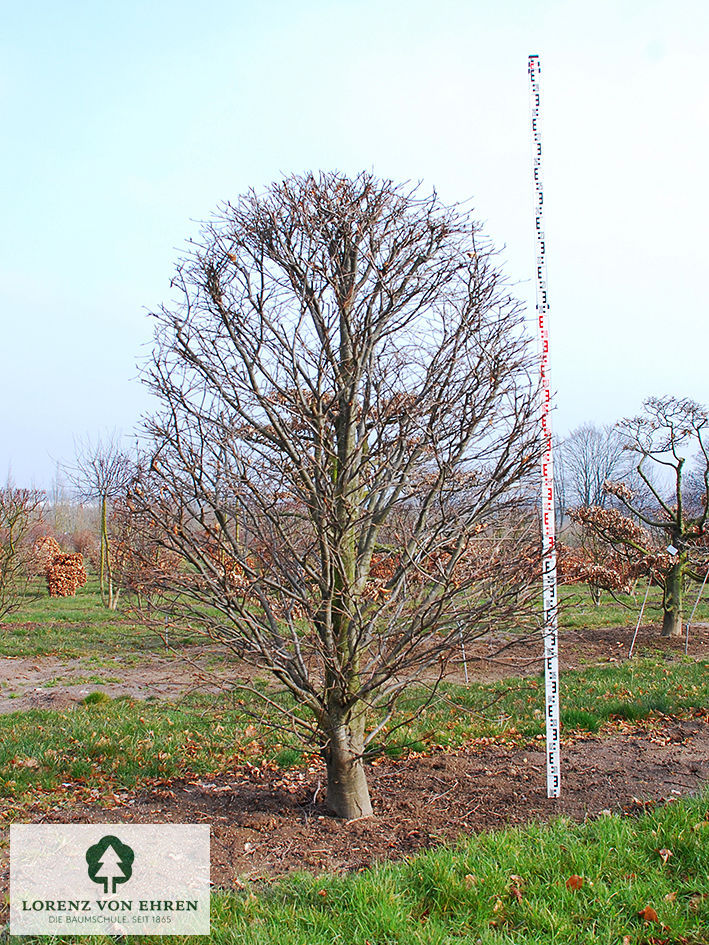 Fagus sylvatica 'Riversii'