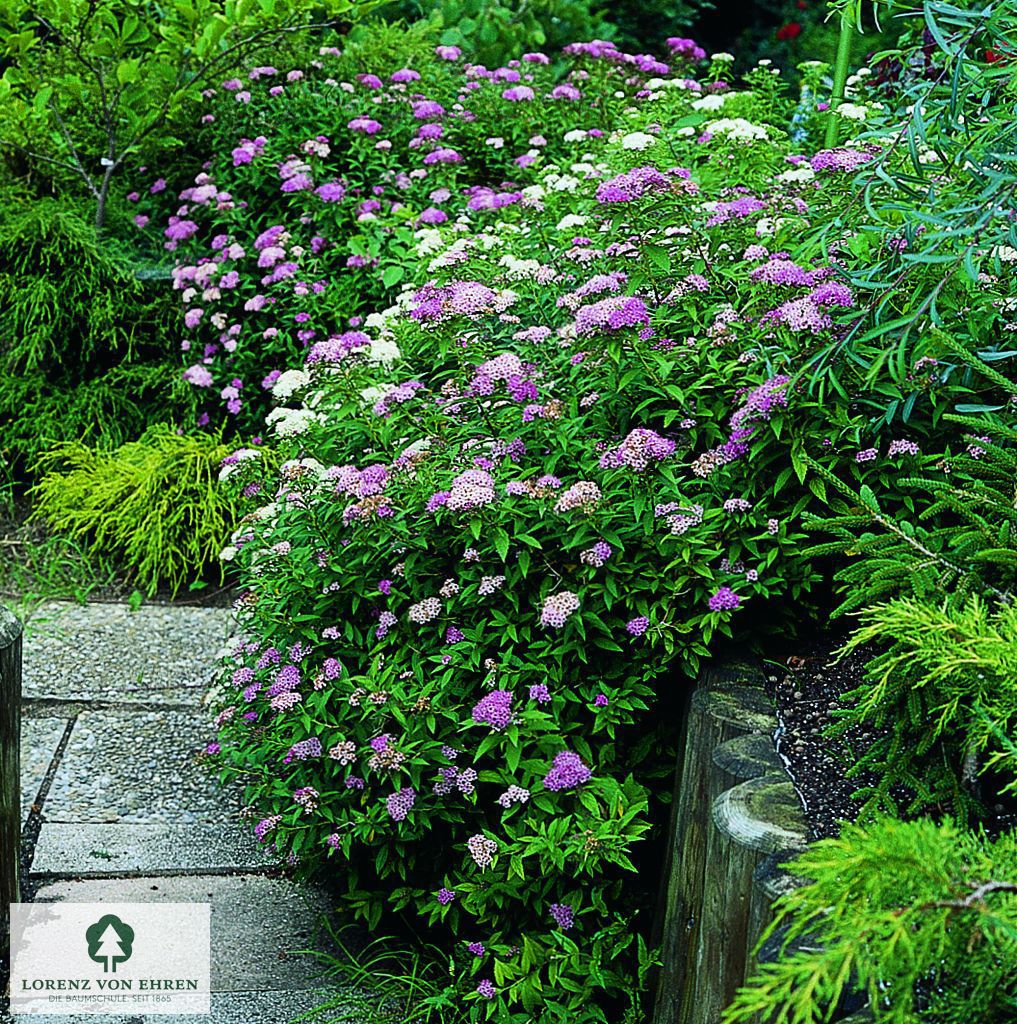 Spiraea japonica 'Shirobana'