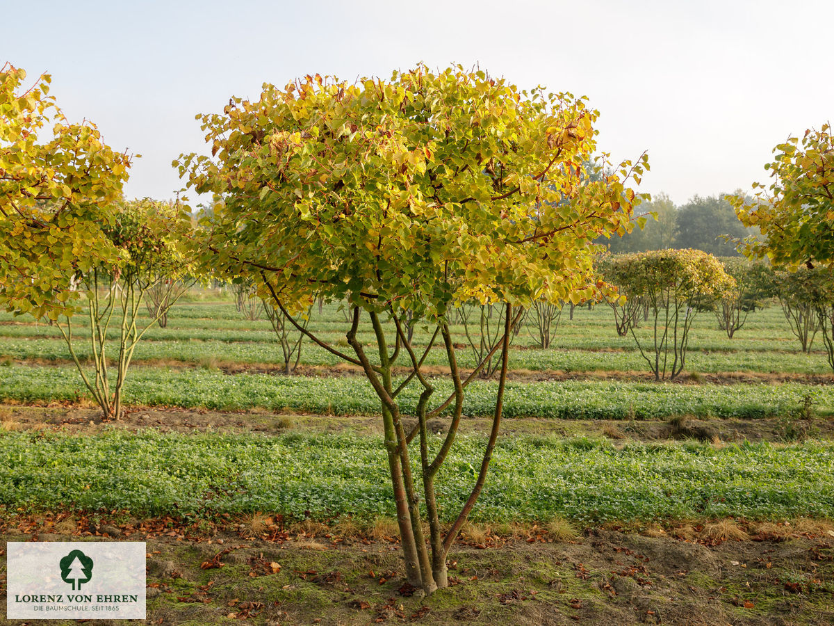 Tilia cordata 'Winter Orange'