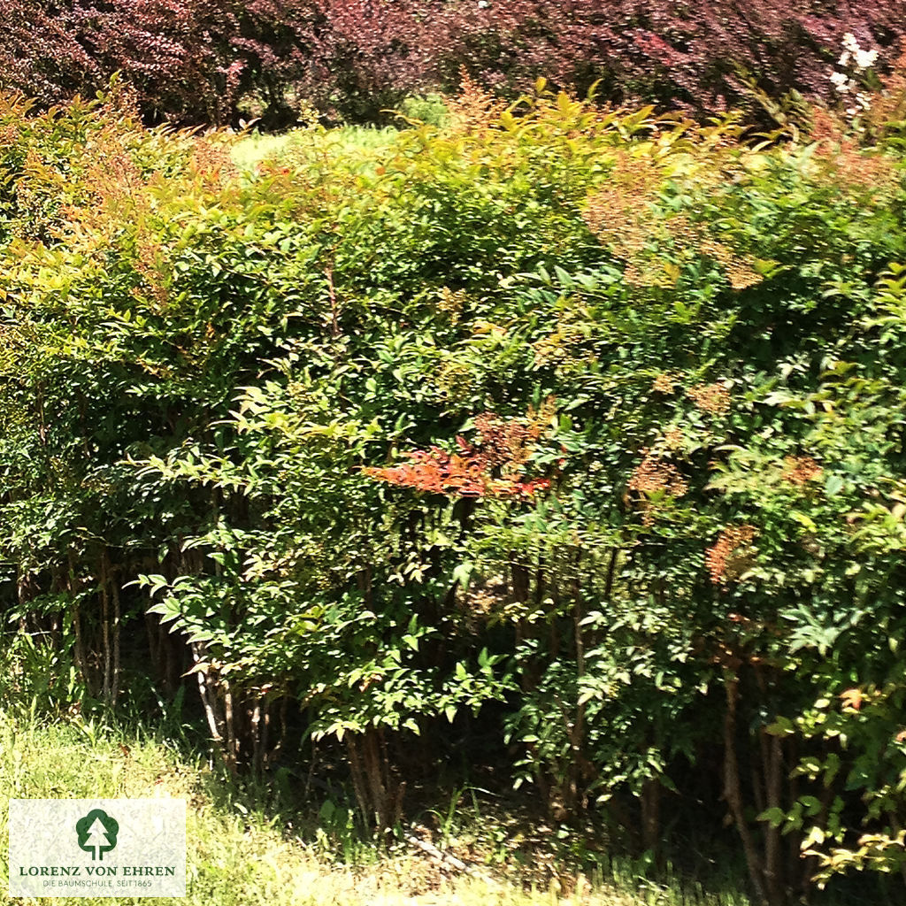 Nandina domestica