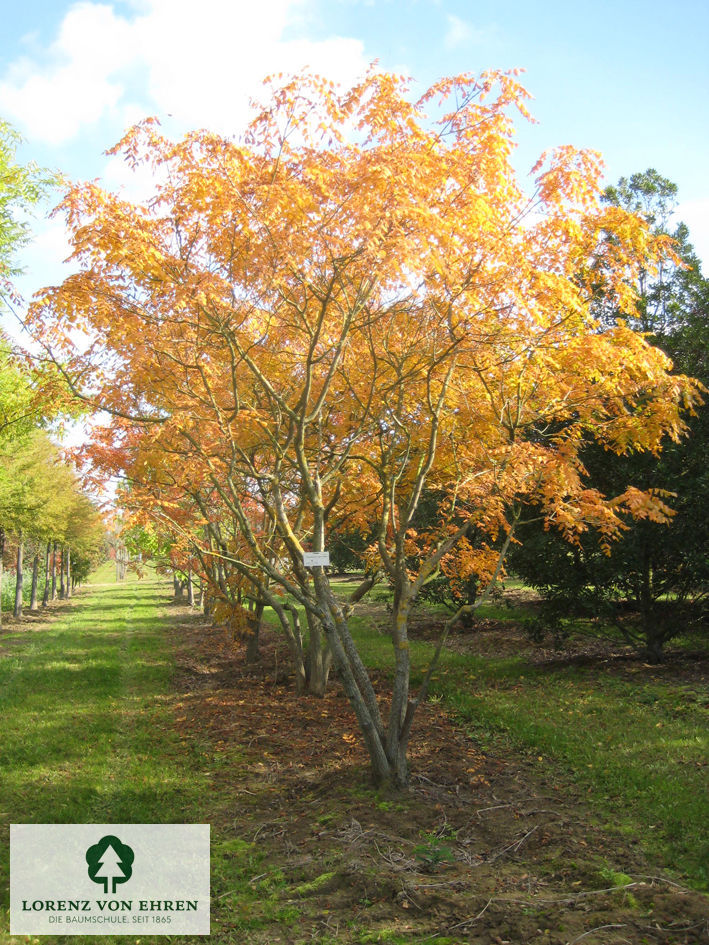 Koelreuteria paniculata