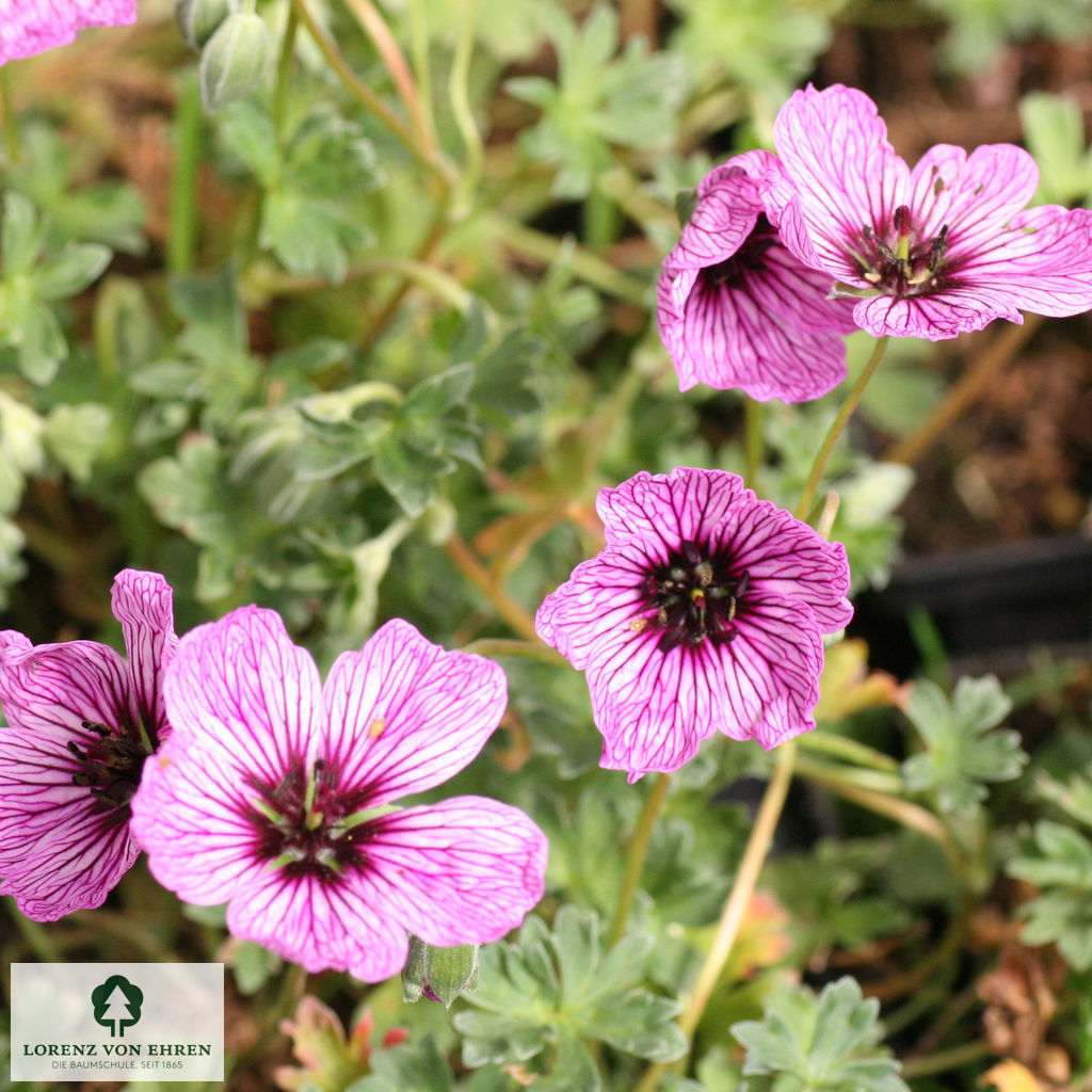 Geranium cinereum 'Ballerina'