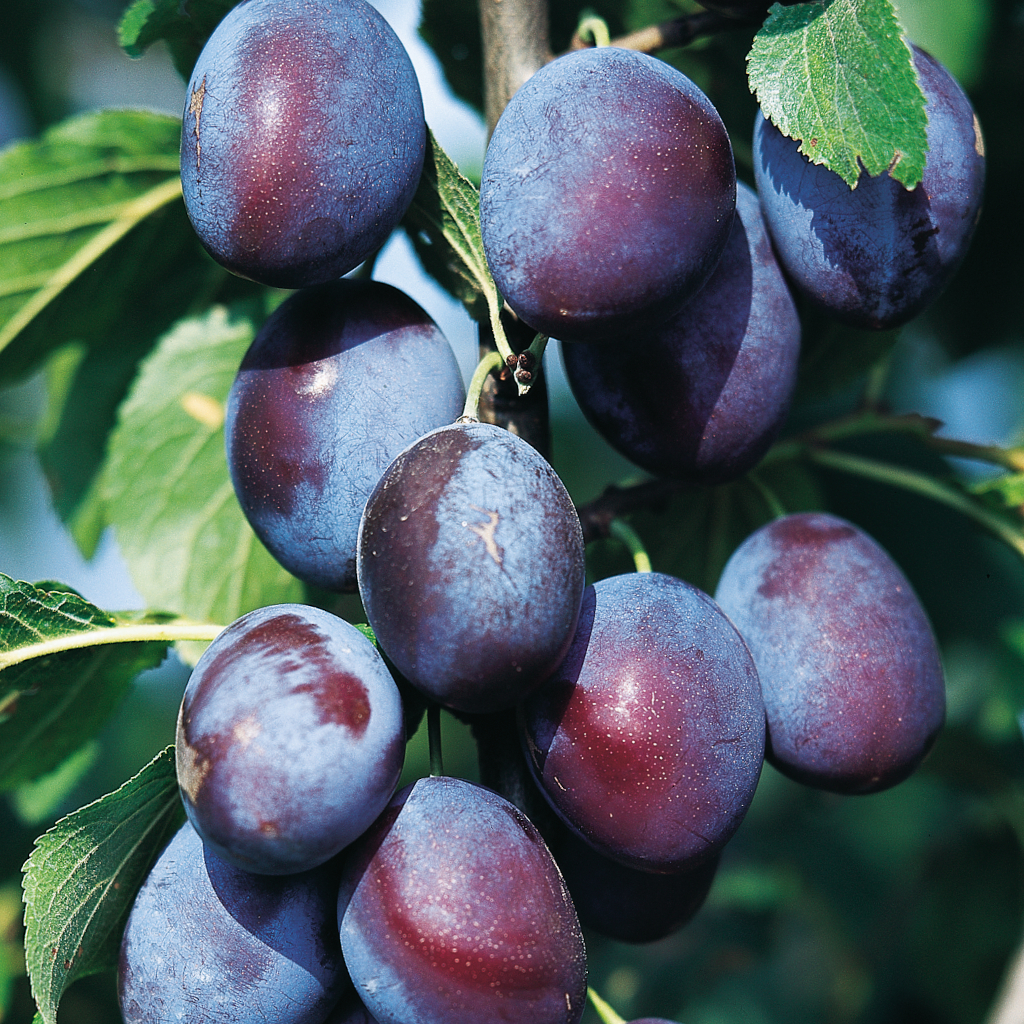 Früchte Prunus domestica Graf Althans Reneklode Die Frucht der Kultur-Plaume Prunus domestica Graf Althans Reneklode