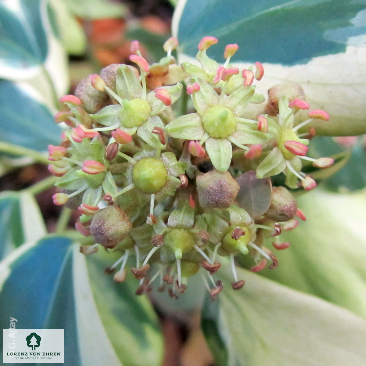 Hedera colchica 'Dentata Variegata'