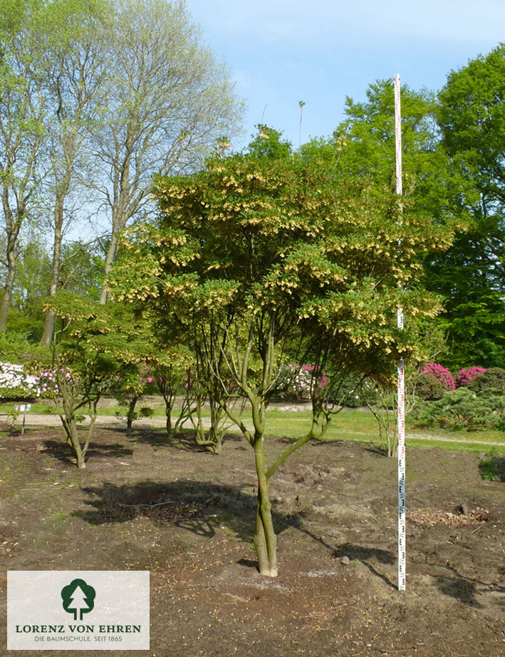 Enkianthus campanulatus