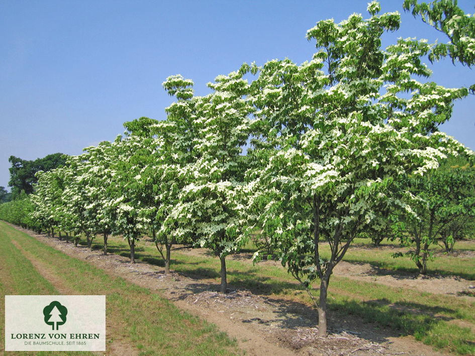 Cornus kousa chinensis