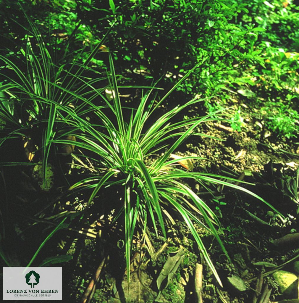 Carex morrowii 'Variegata'