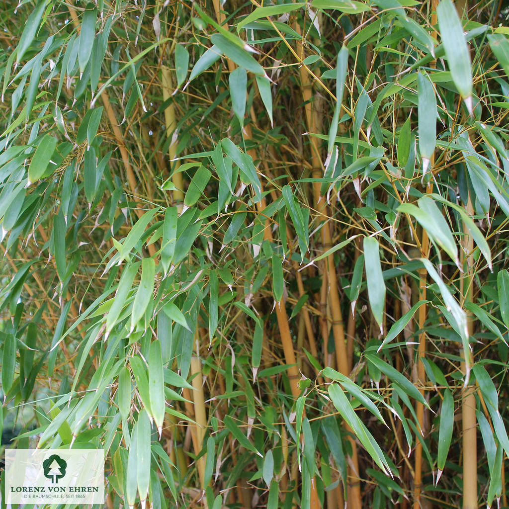 Phyllostachys aureosulcata aureocaulis