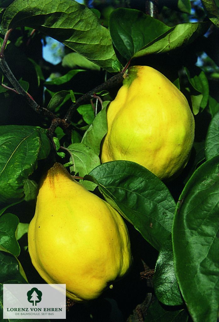 Cydonia oblonga 'Portugiesische'