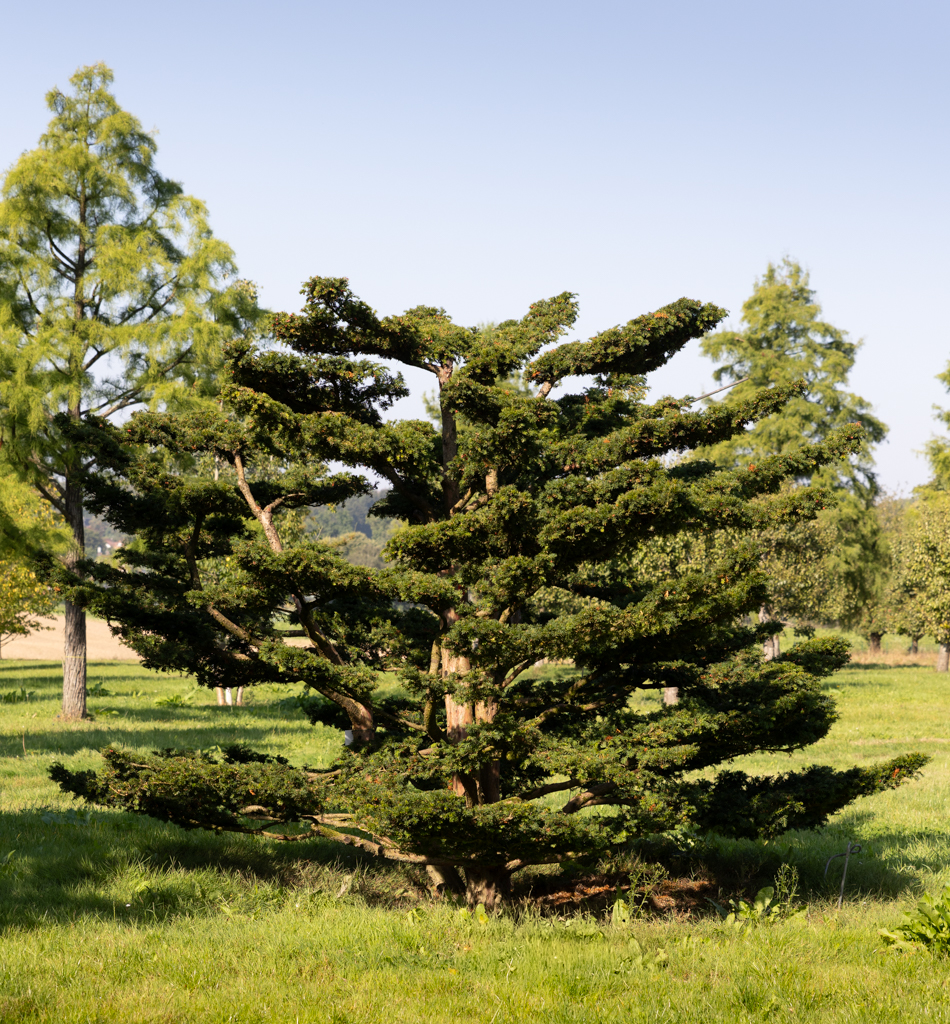 Taxus baccata Bonsai 