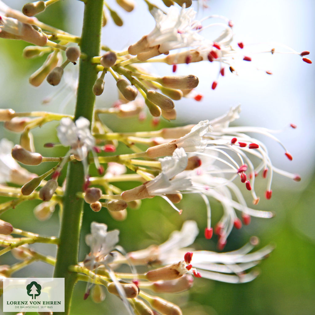 Aesculus parviflora