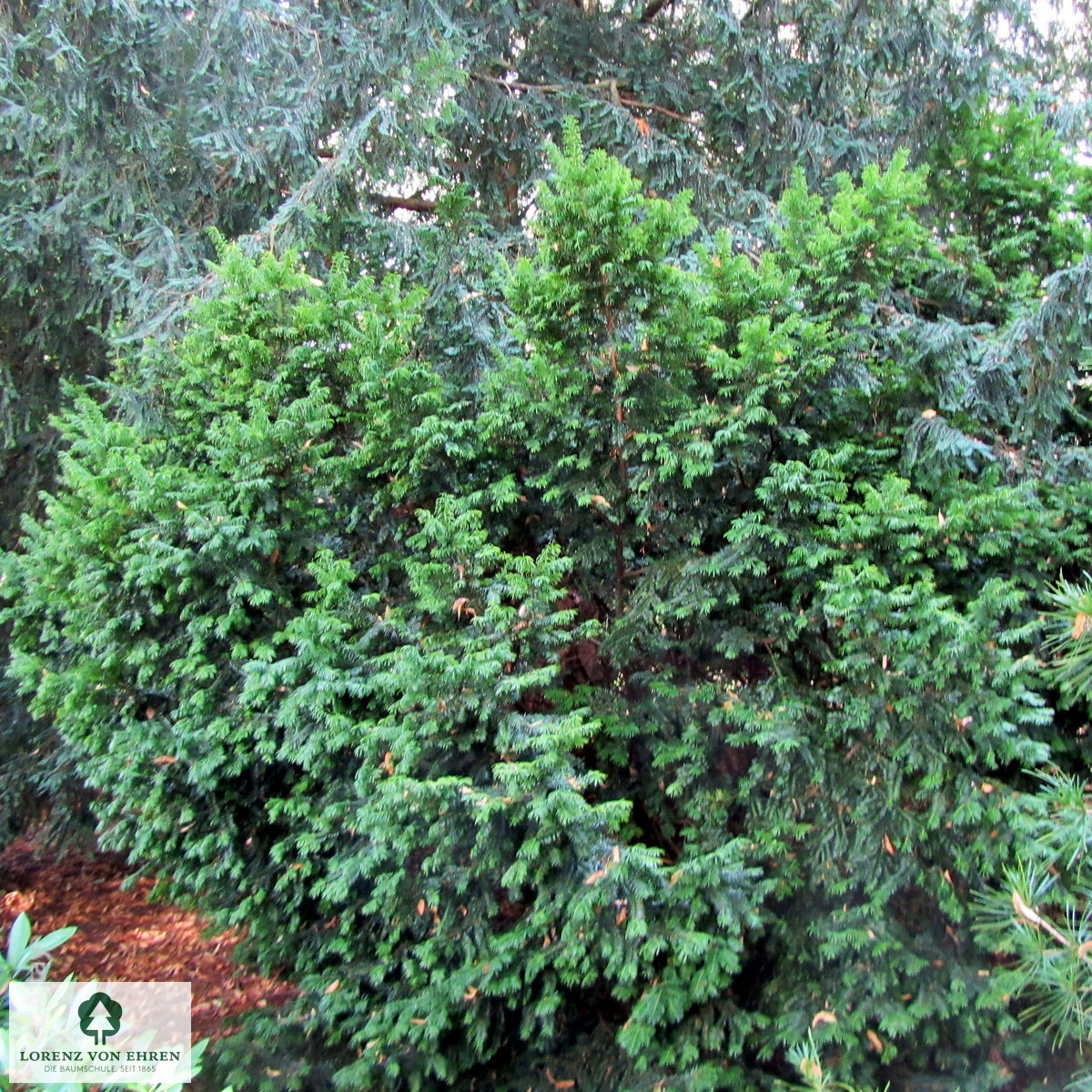 Taxus baccata 'Aureovariegata'