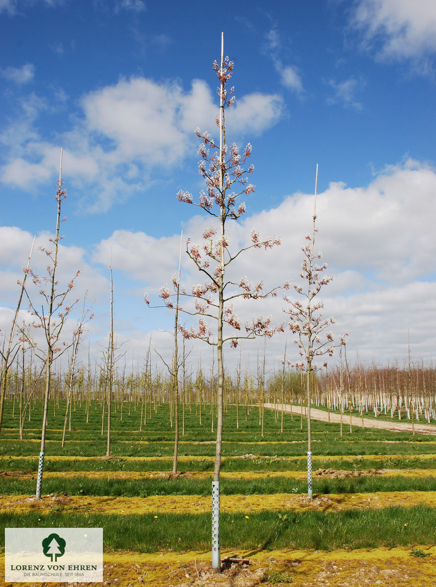 Amelanchier 'Ballerina'