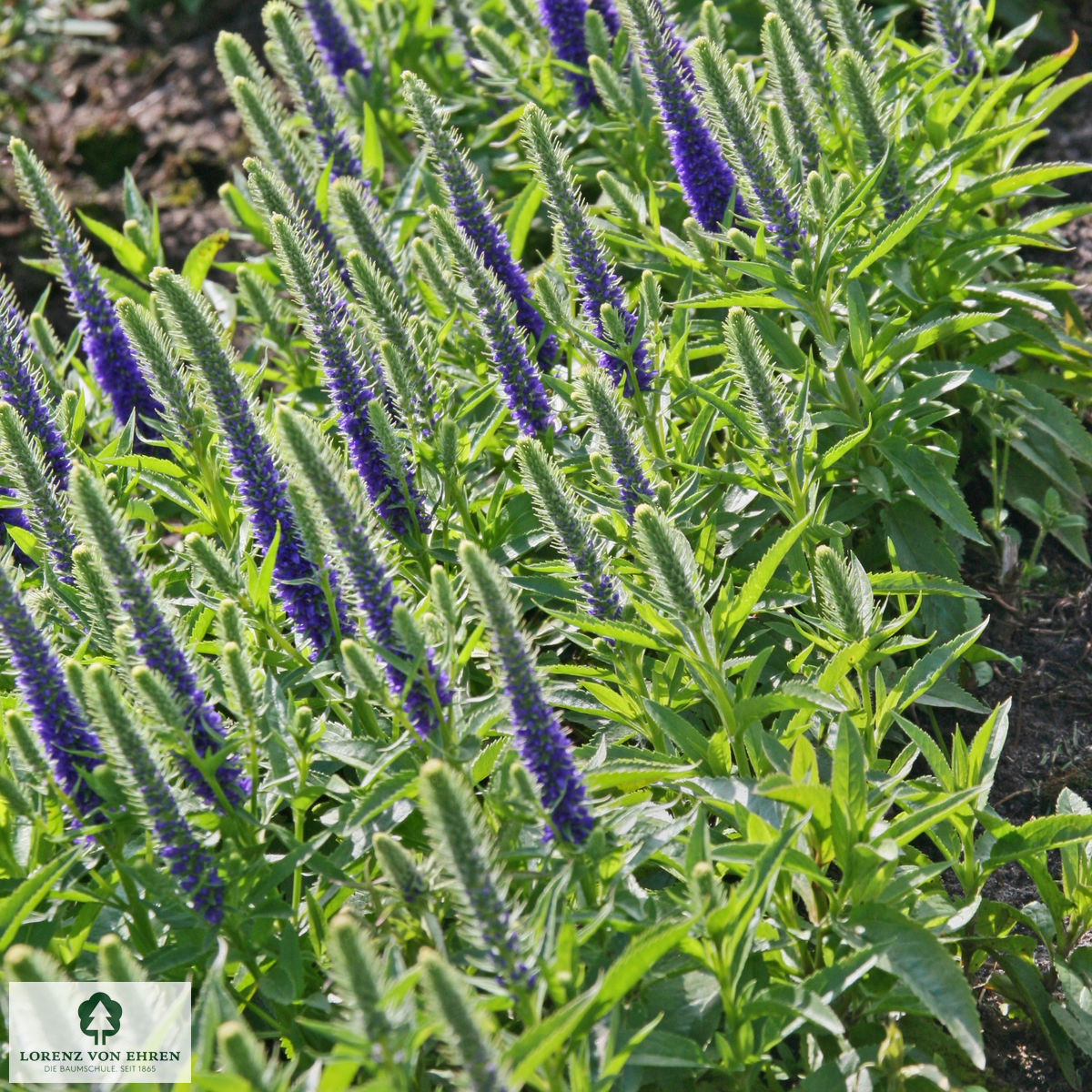 Veronica spicata incana