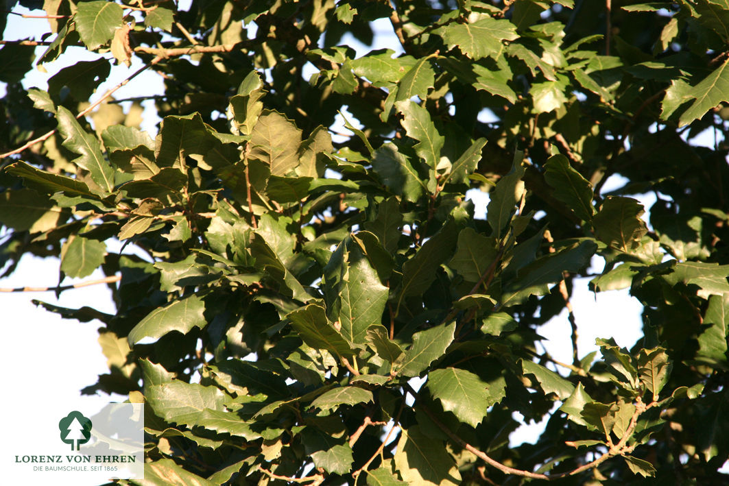 Quercus hispanica 'Wageningen'