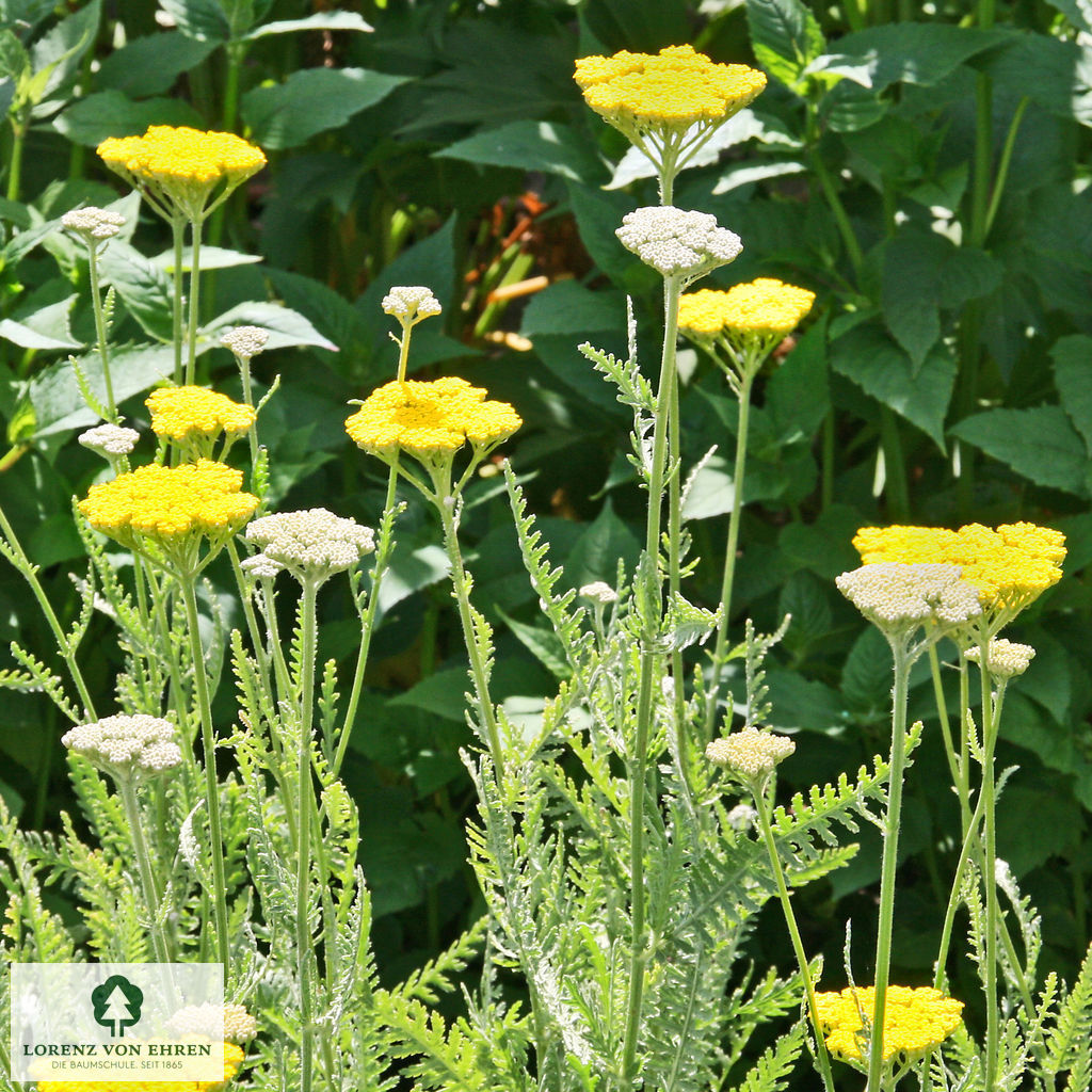 Achillea filipendulina 'Coronation Gold'