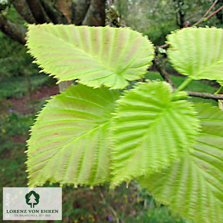 Betula maximowicziana