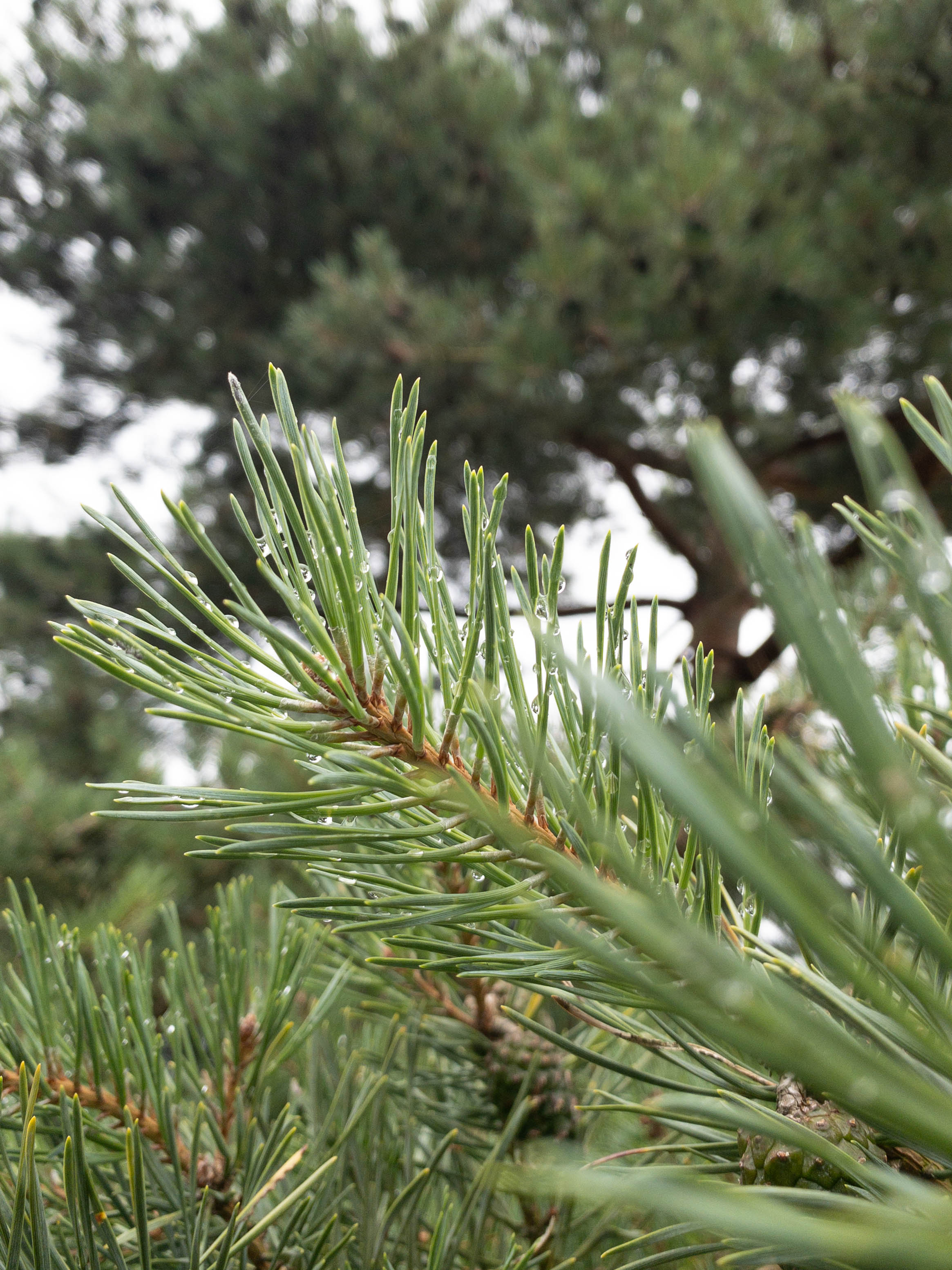 Pinus sylvestris 'Norske Typ' Unikat