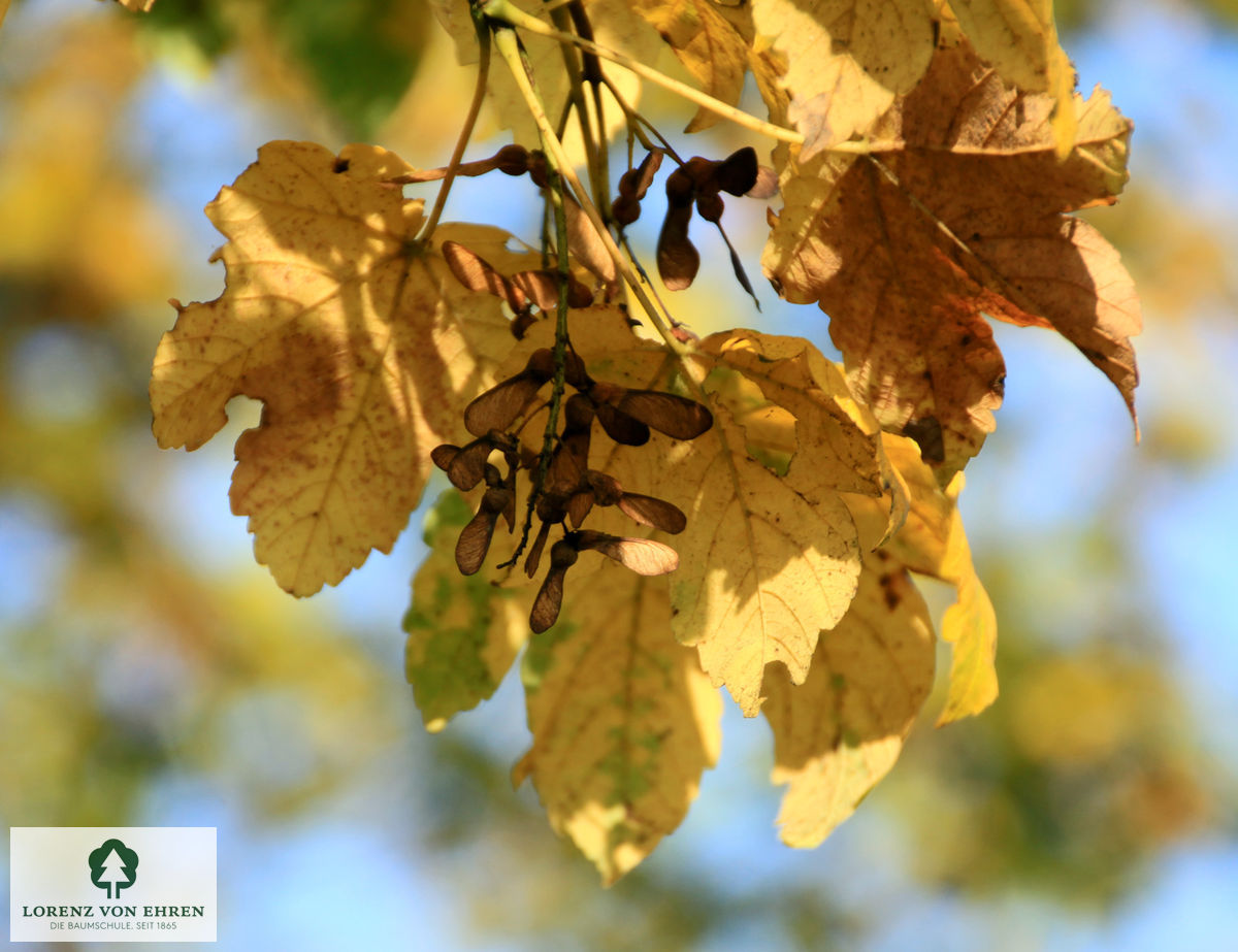 Acer pseudoplatanus 'Bruchem'