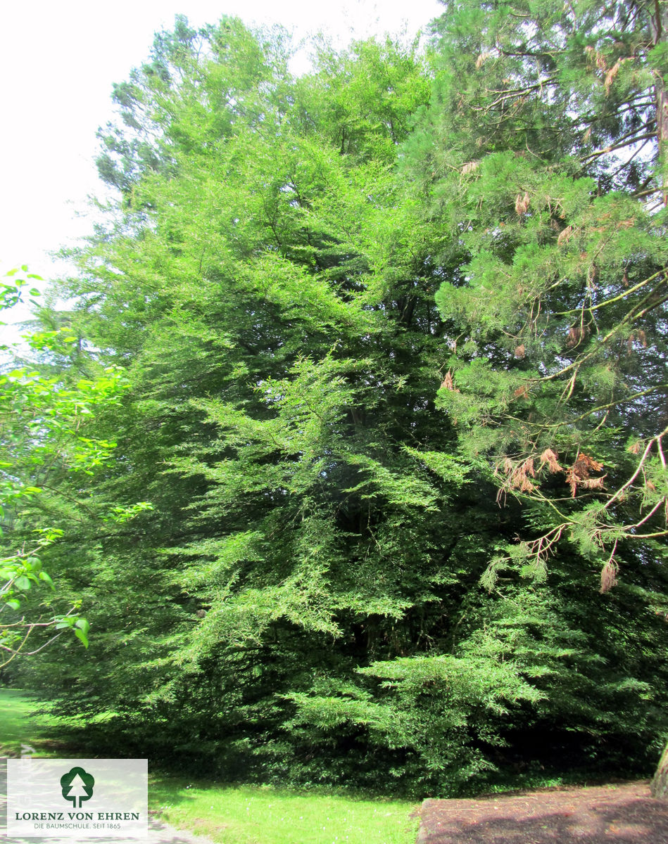 Fagus sylvatica 'Asplenifolia'