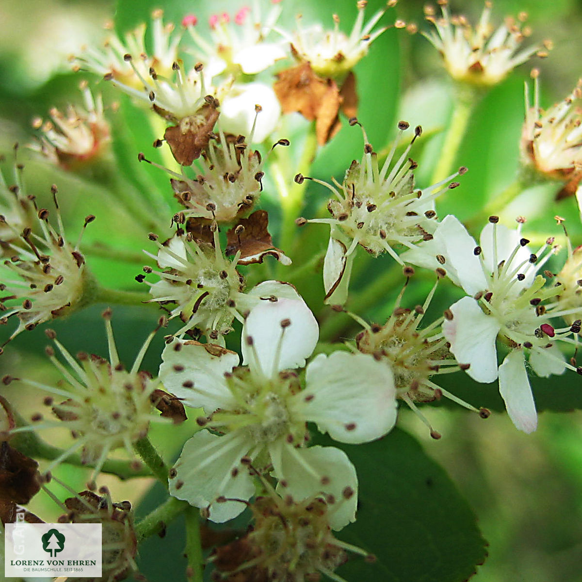 Aronia melanocarpa