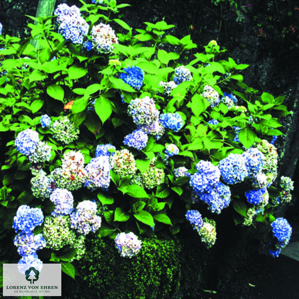 Hydrangea macrophylla 'Bodensee'