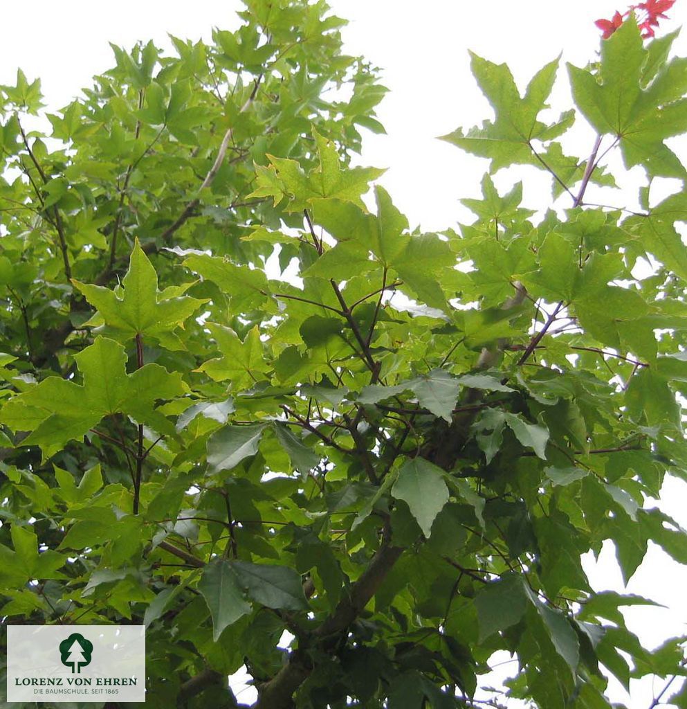 Acer neglectum 'Annae'