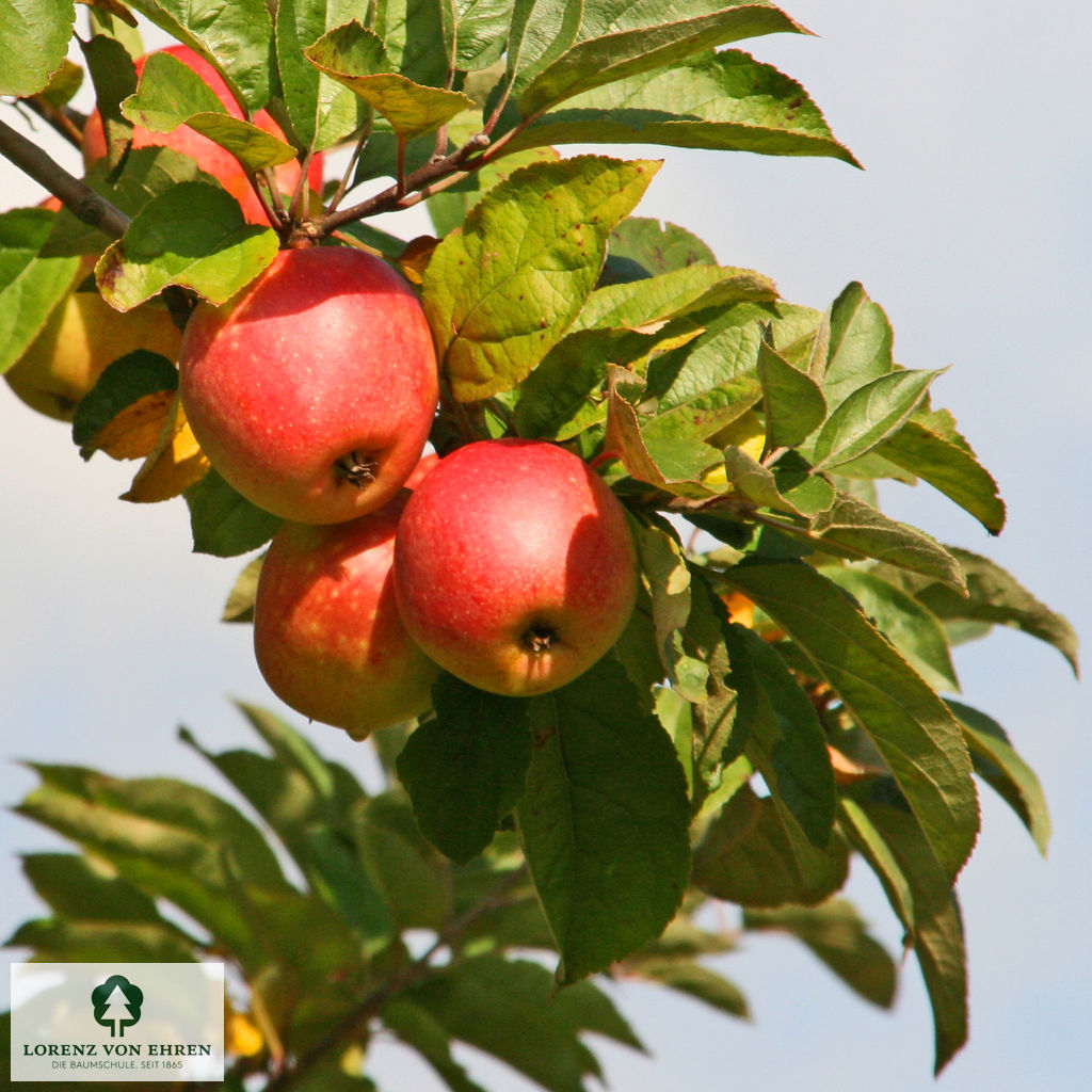 Malus domestica 'Rheinischer Bohnapfel'