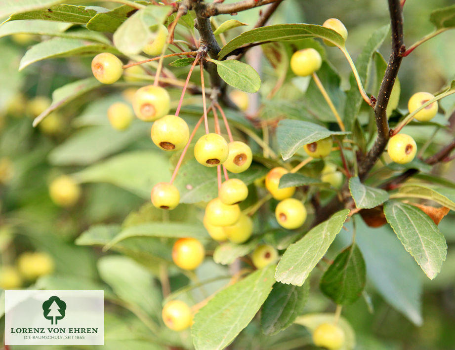 Malus 'Bob White'