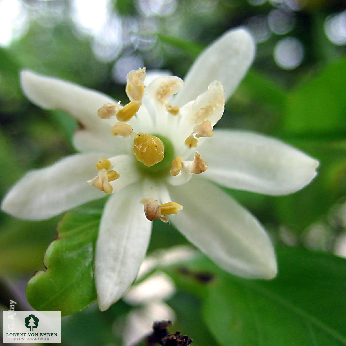 Citrus reticulata