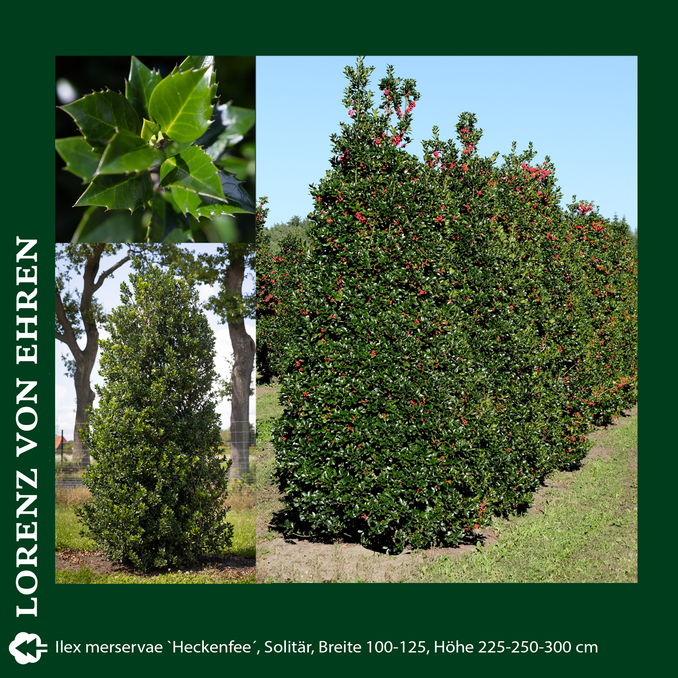 Busch mit grünem Blatt