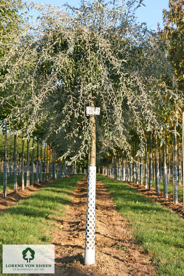 Pyrus salicifolia 'Pendula'
