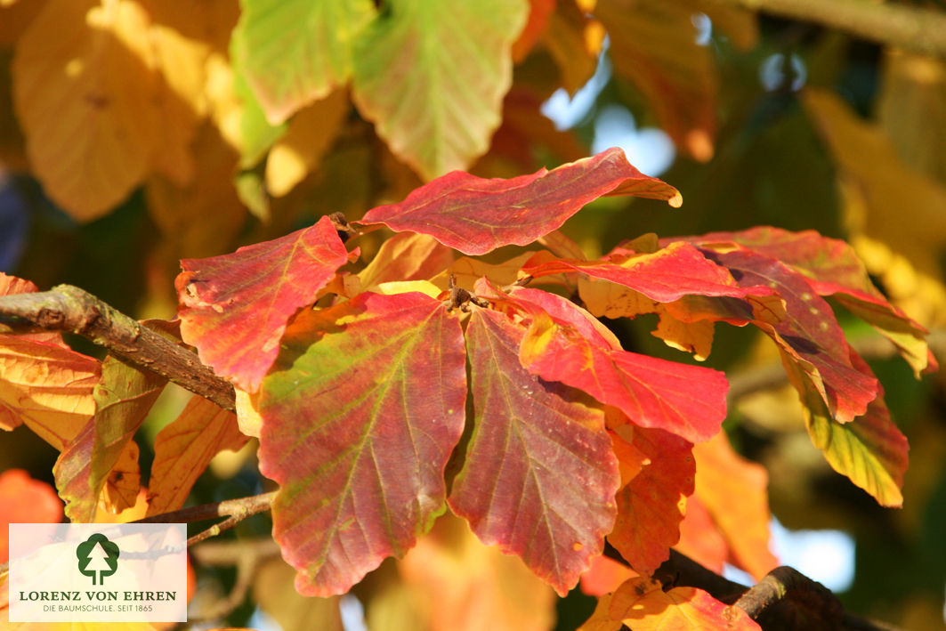 Nahaufnahme eines einzelnen Blattes der Parrotia persica in leuchtender Herbstfärbung.