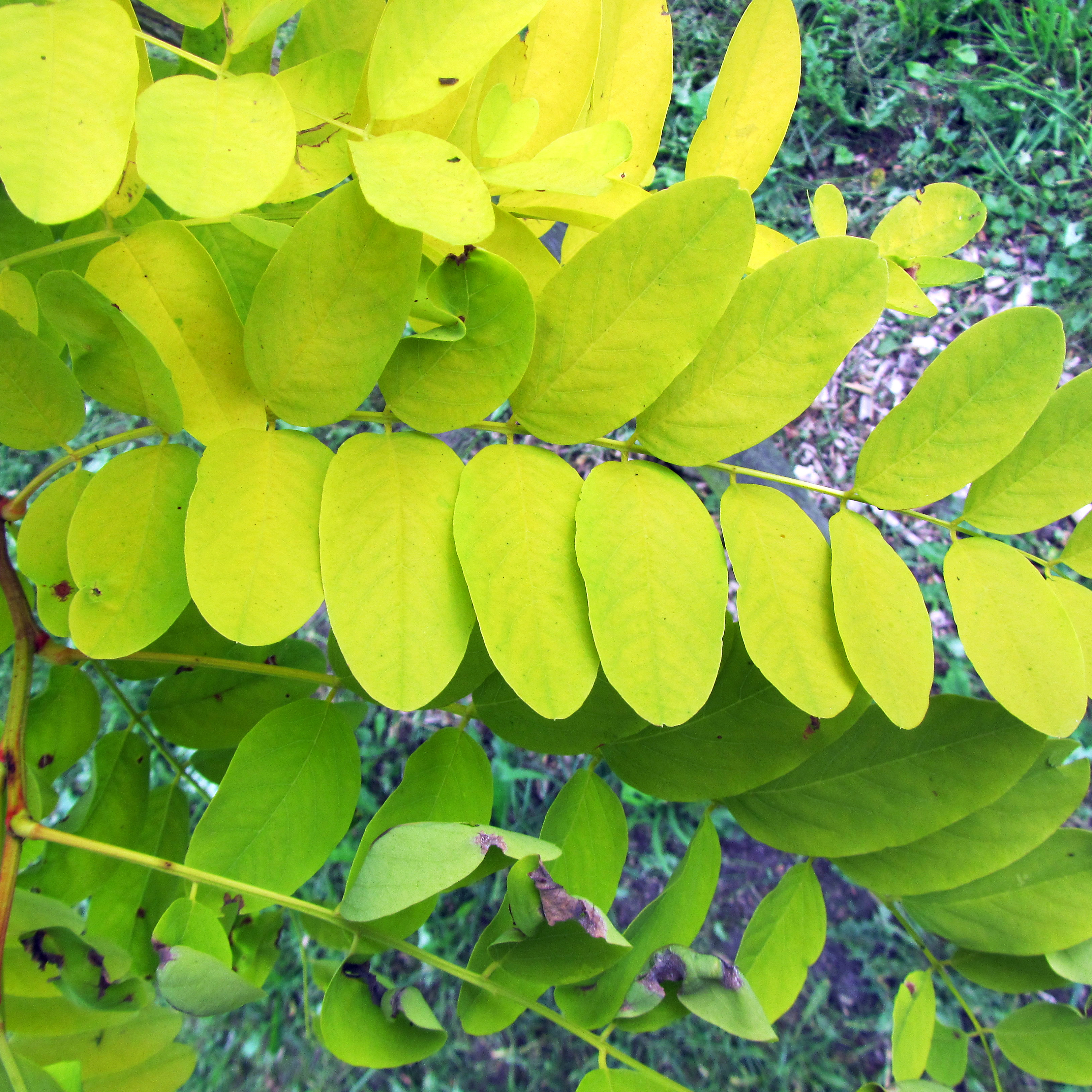 Robinia pseudoacacia 'Frisia' Unikat