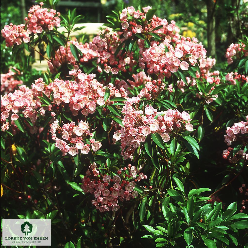 Kalmia latifolia 'Pink Surprise'